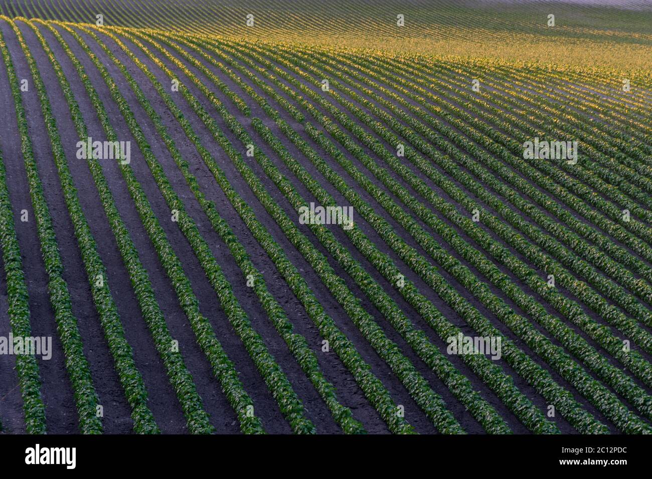 Rows of crop plants on a small hillside at sunset Stock Photo - Alamy