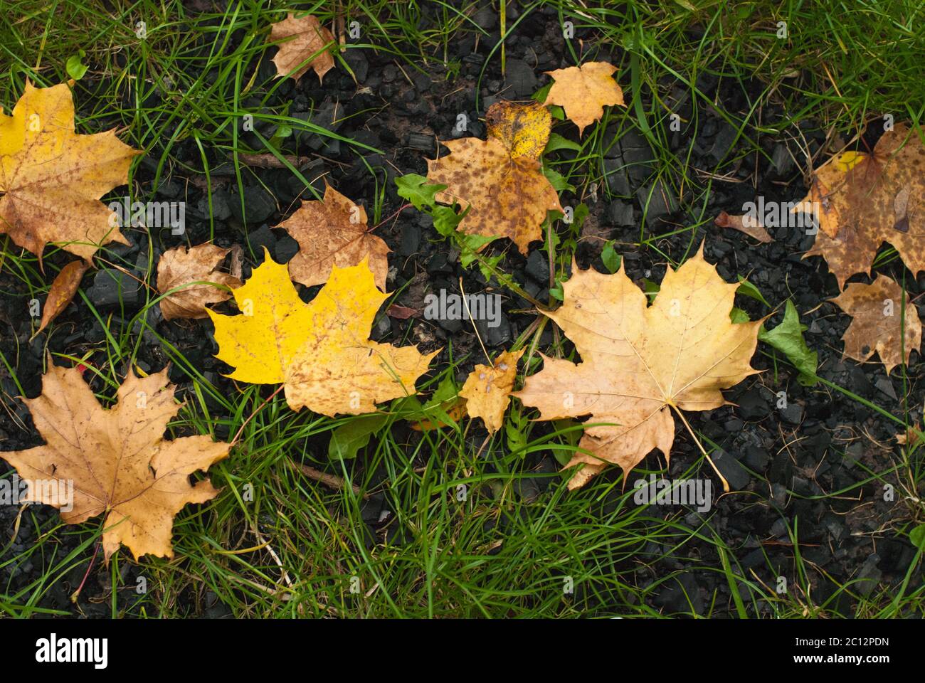 Yellow autumn Maple leaves on green grass Stock Photo