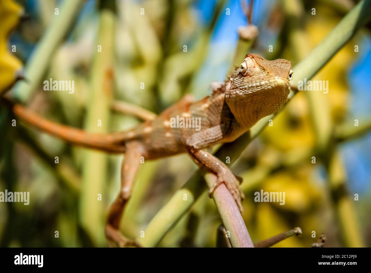 Lizard on a cactus Stock Photo Alamy