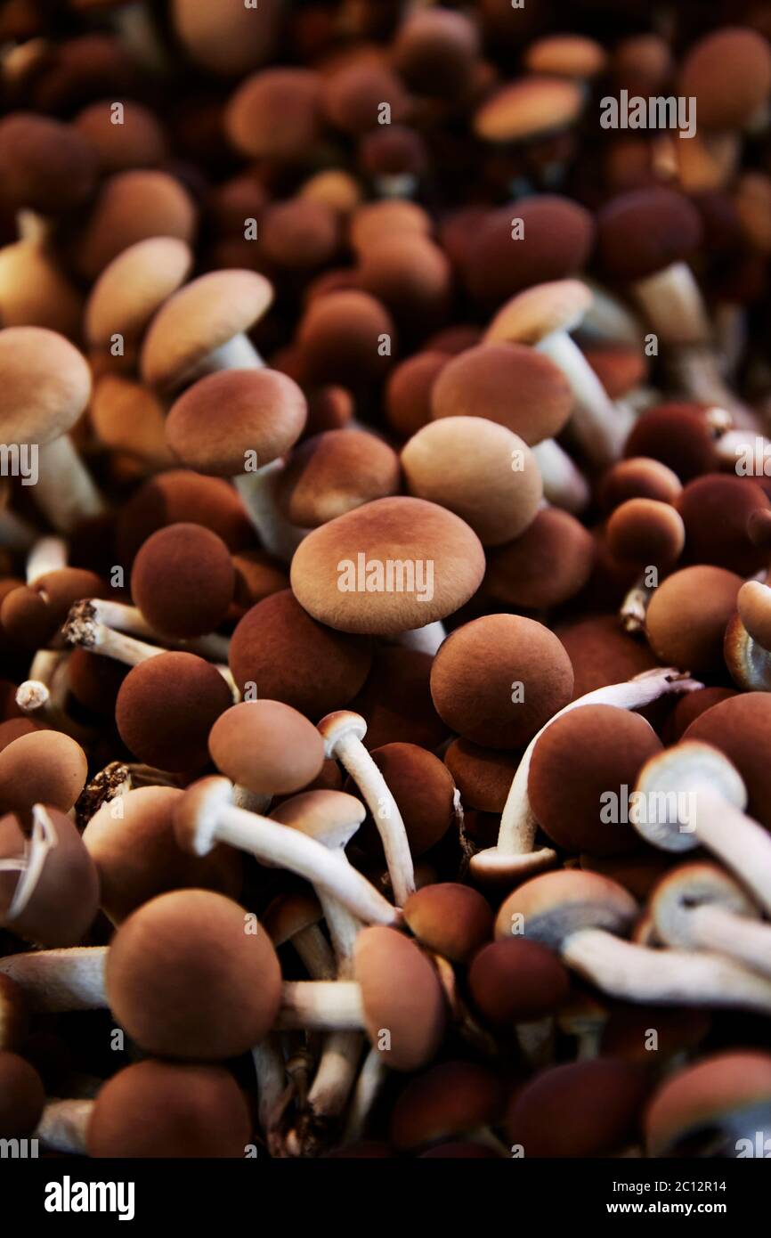Shallow focus shot of Velvet Pioppini mushrooms. Stock Photo