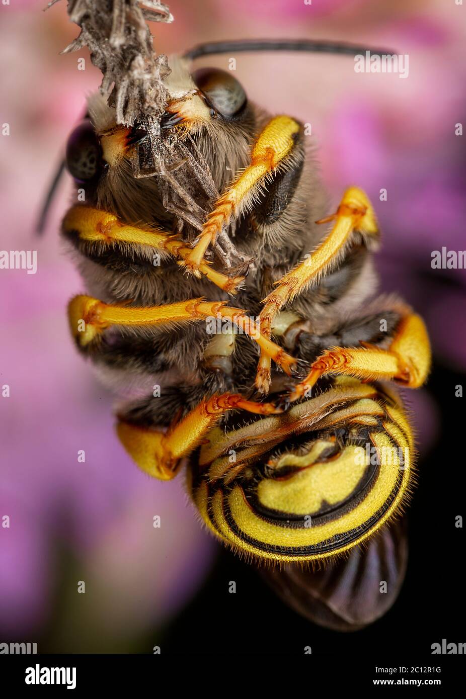 Trachusa Bee Male of Trachusa interrupta bee sleeping biting a little branch Stock ...
