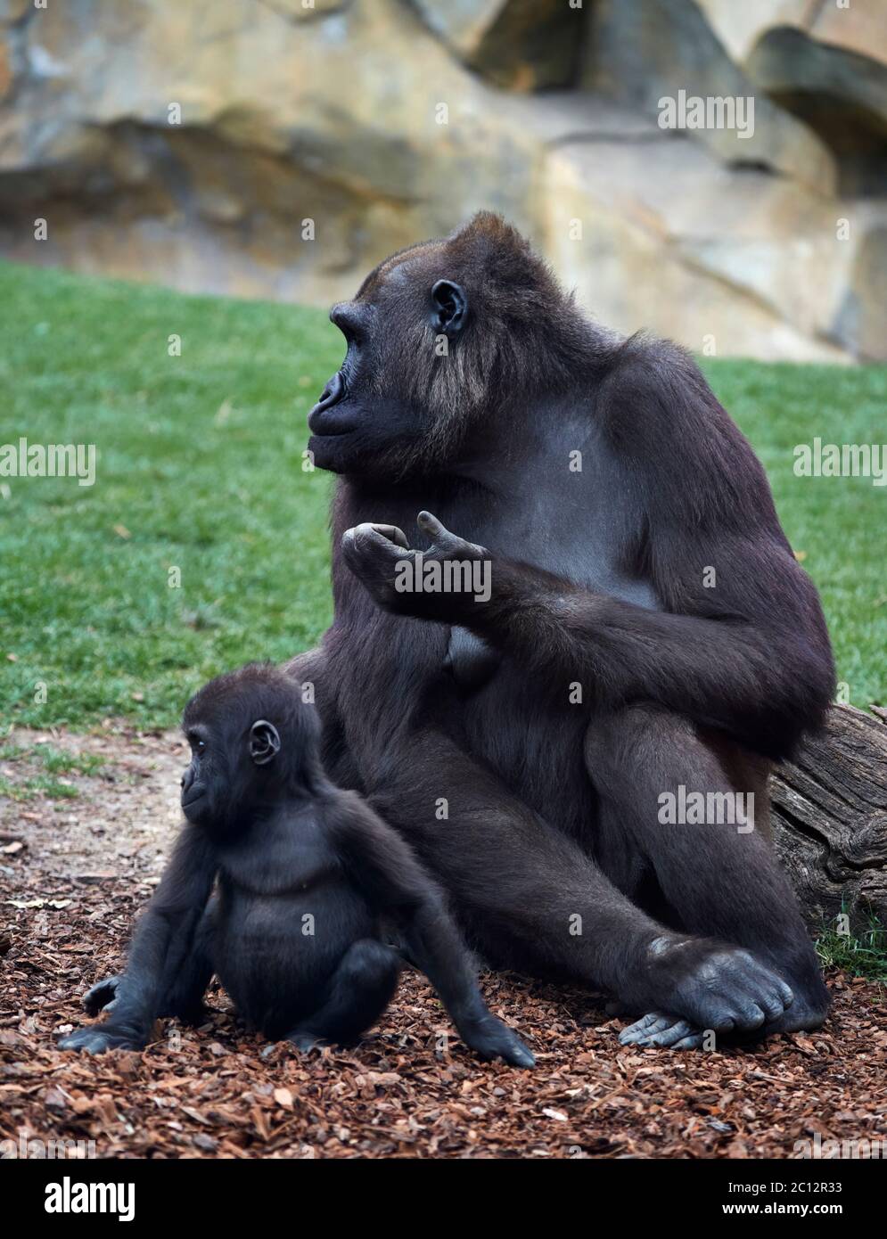 Female Western gorilla with baby, Bioparc, Valencia, Spain. Stock Photo