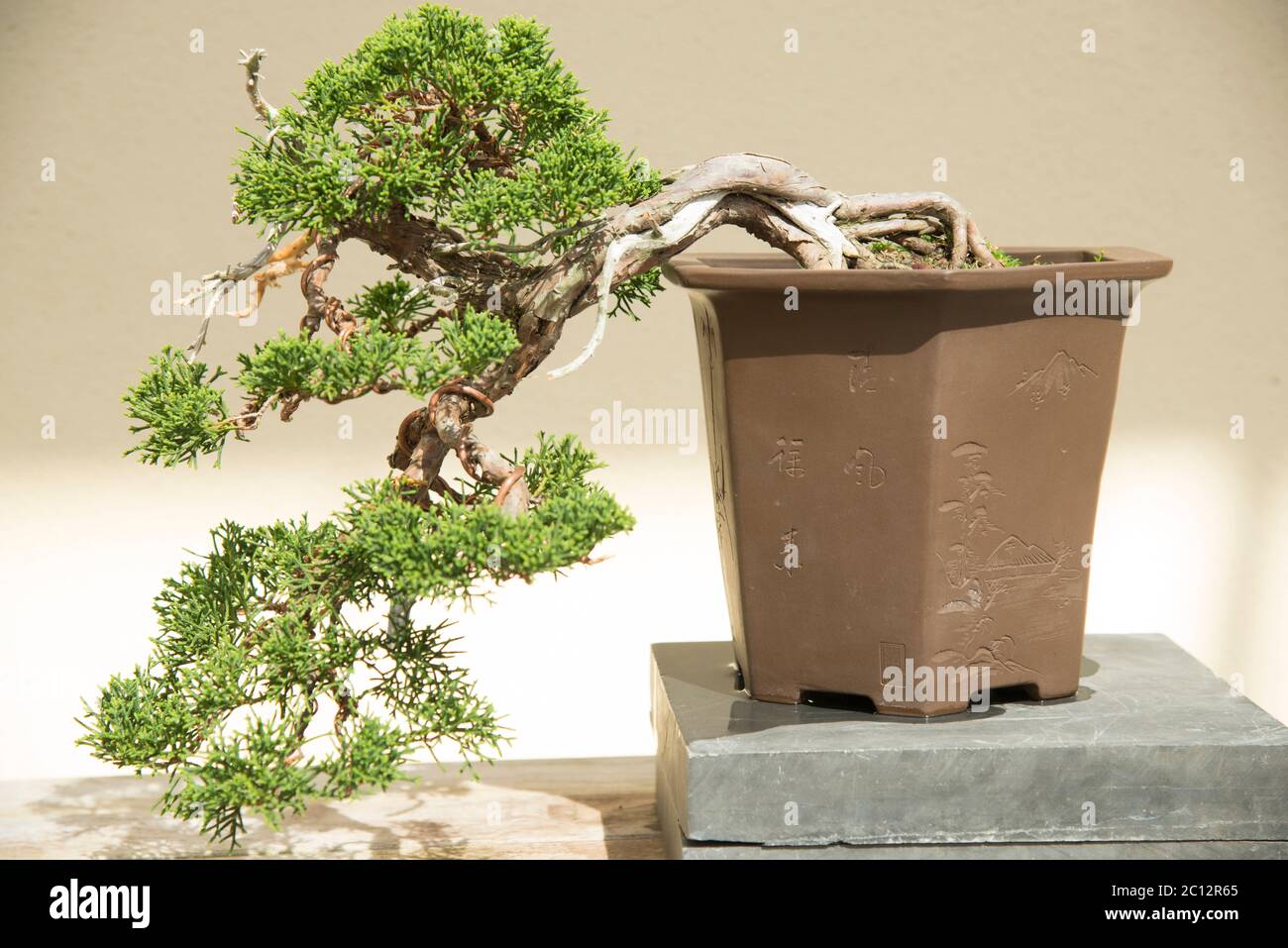 Bonsai Tree dispaly at Brooklyn Botanic Garden. Brooklyn Botanic Garden