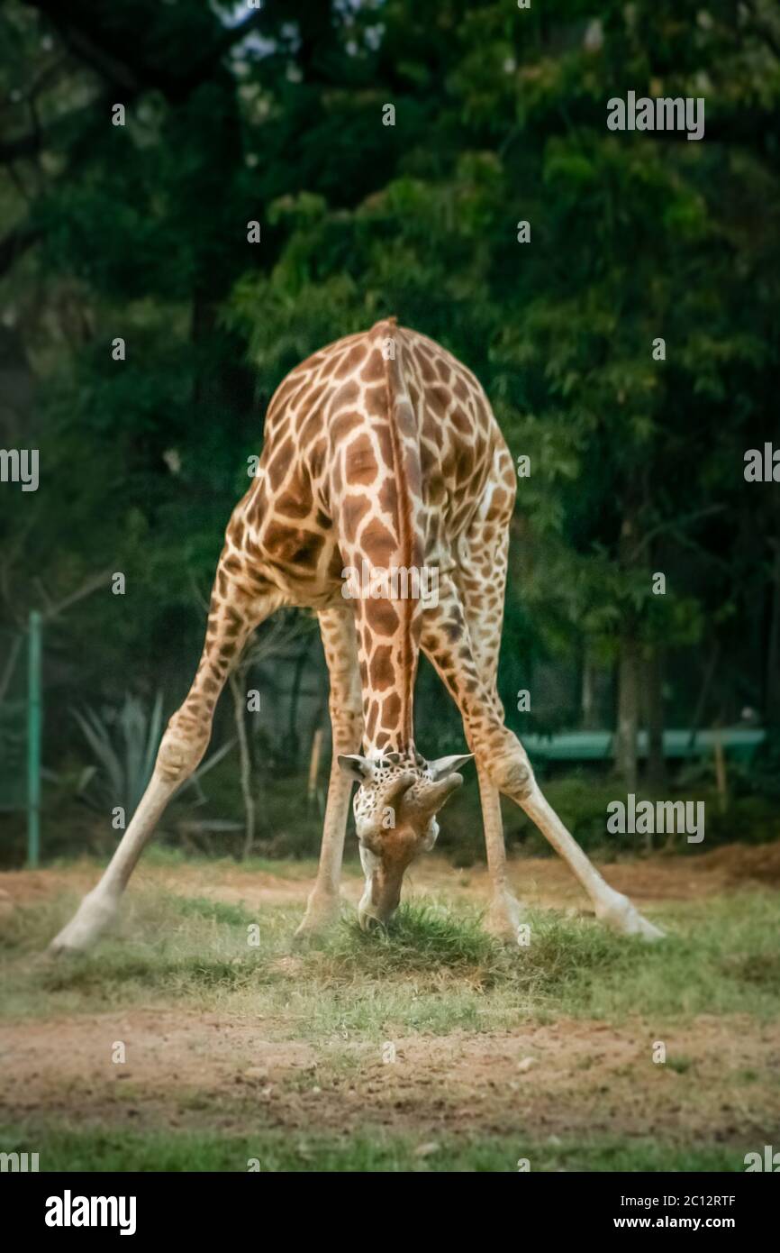 Giraffe legs spread hires stock photography and images Alamy
