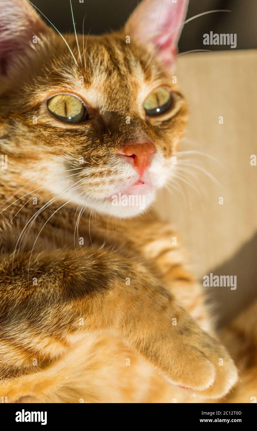 Cute orange ginger tabby cat on a sunny day. Stock Photo