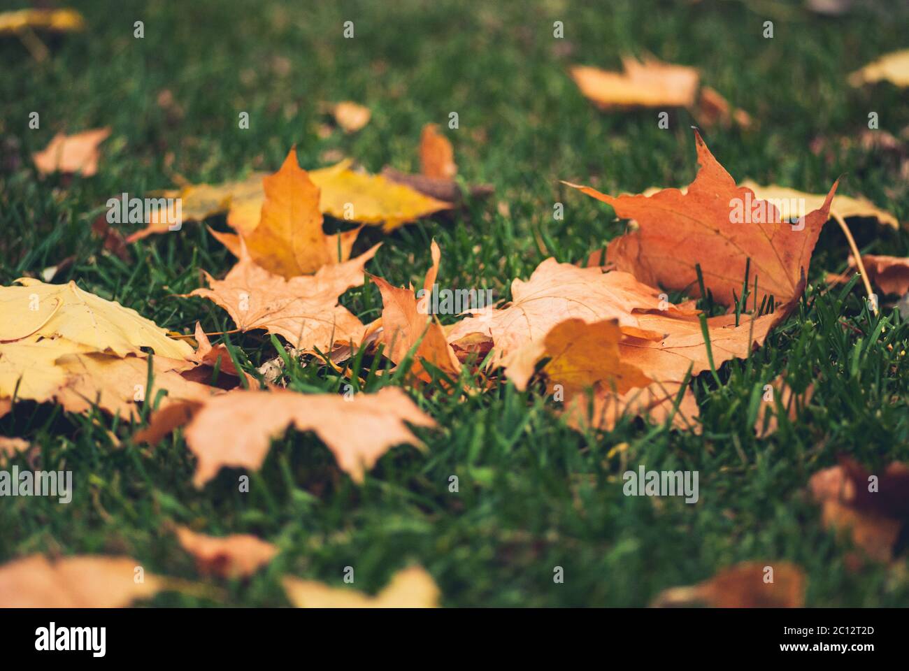 Yellow autumn Maple leaves on green grass Stock Photo