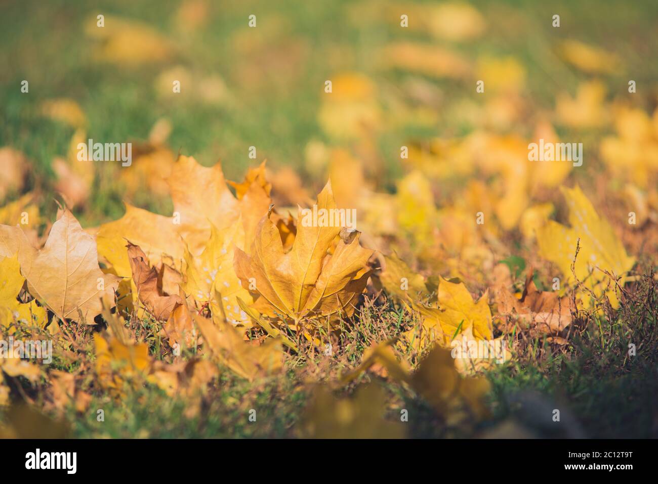 Yellow autumn Maple leaves on green grass. Bokeh blurred artistic background Stock Photo