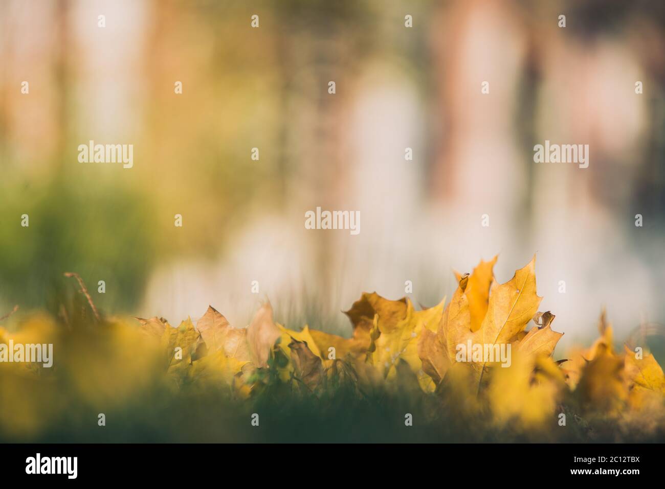 Yellow autumn Maple leaves on green grass. Bokeh blurred artistic background Stock Photo