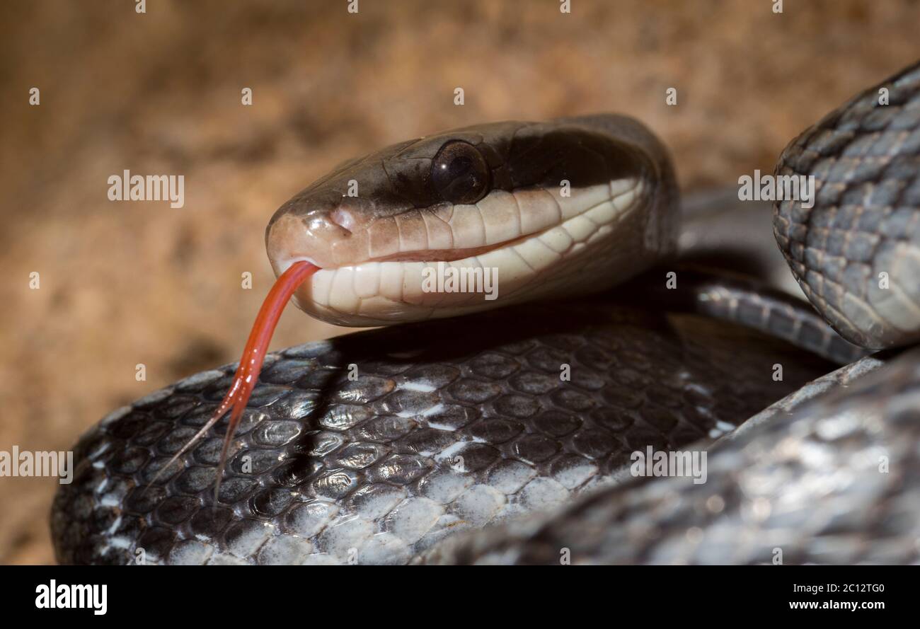 Cave Racer snake, Orthriophis taeniurus grabowskyi, Racer Cave, Mulu, Malaysia Stock Photo
