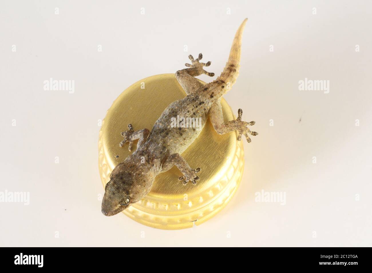 Pet bottle cap hi-res stock photography and images - Alamy