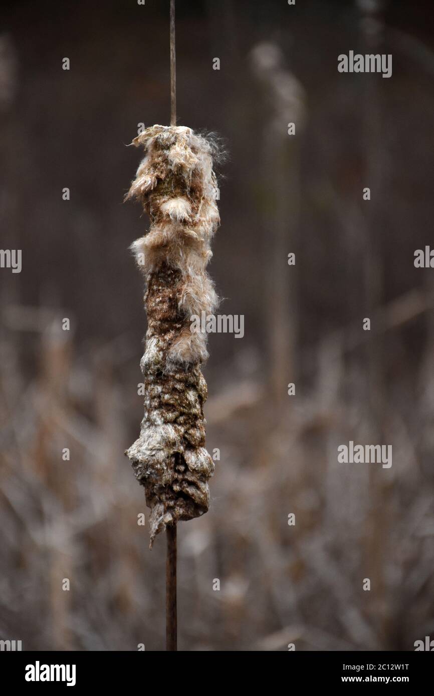 Fluffy common cattail in a very swampy wetland. Stock Photo