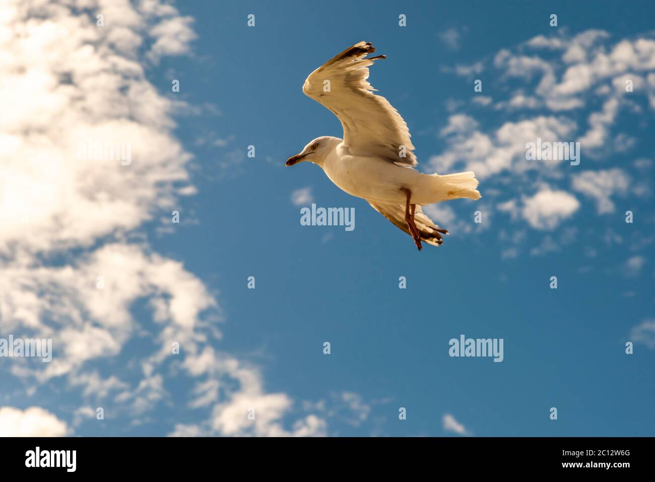 Flying Seagull Stock Photo