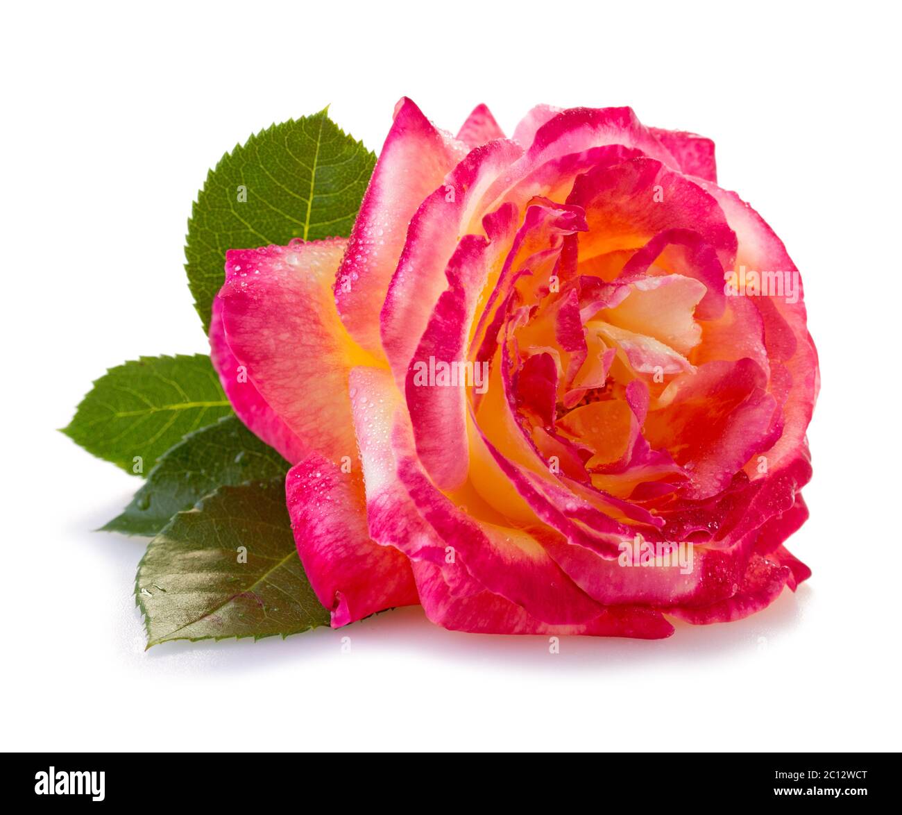Pink rose closeup isolated on white background Stock Photo - Alamy