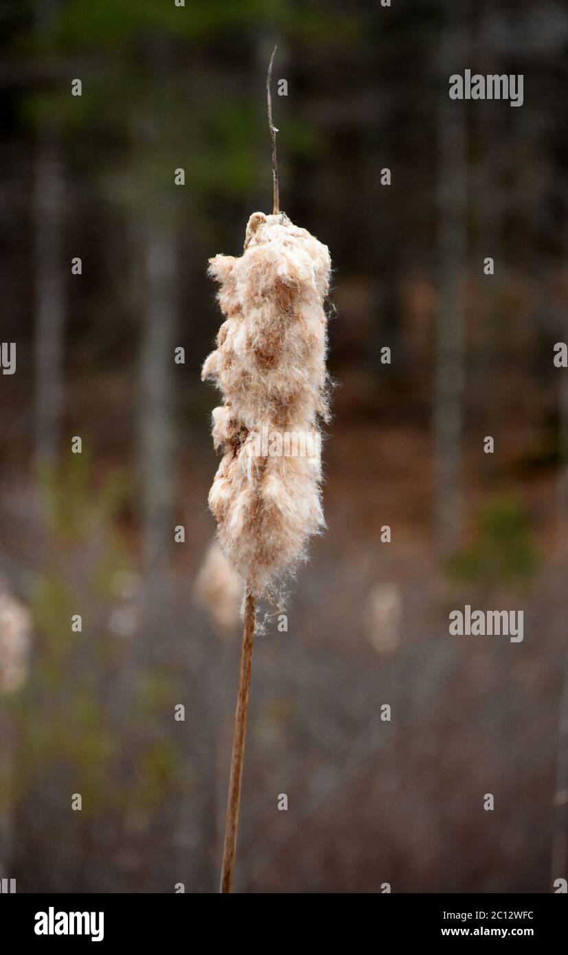Springtime with a very fluffy common cattail in a marsh. Stock Photo