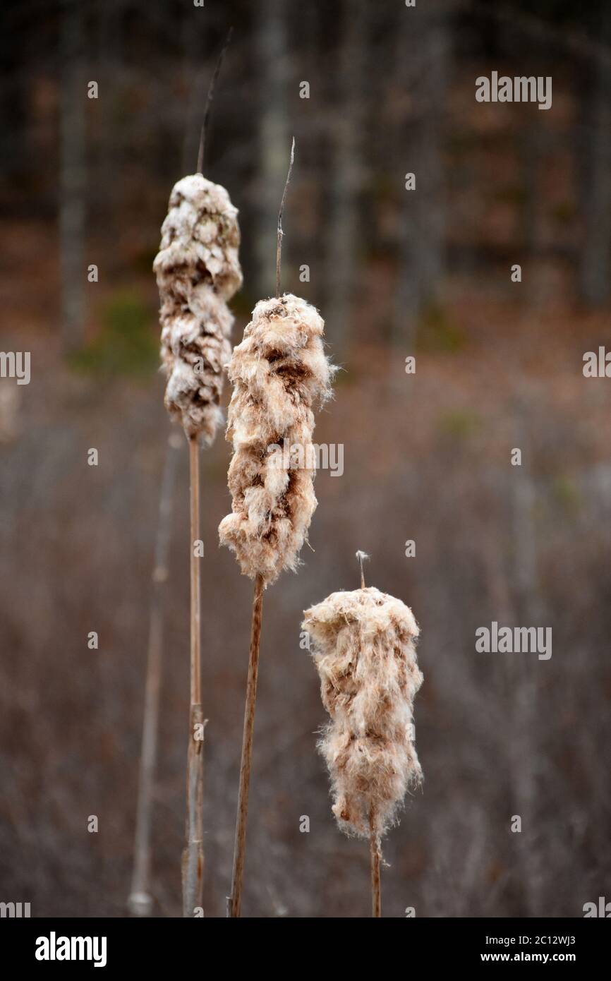 Fluffy cat-o-nine-tails growing in a swampy marsh. Stock Photo