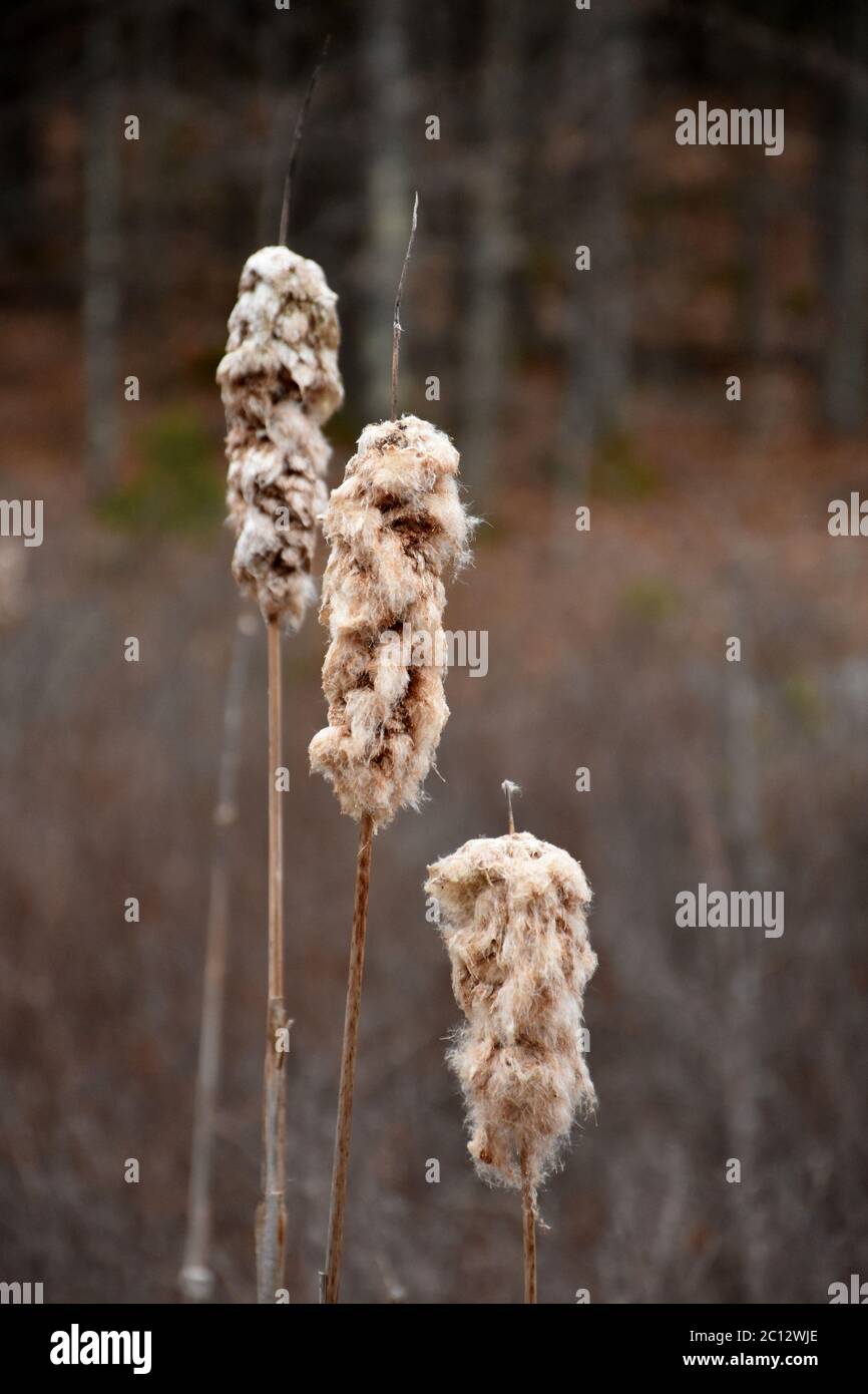 Three fluffy bulrushes in a wetland swamp. Stock Photo