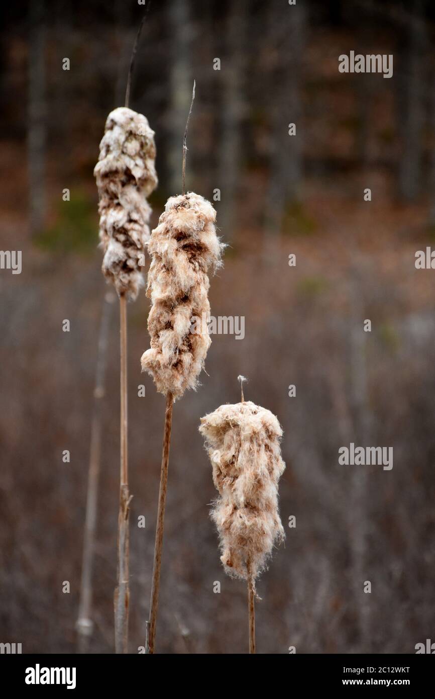 Three fluffy cat-o-nine tails in a swampy marsh. Stock Photo
