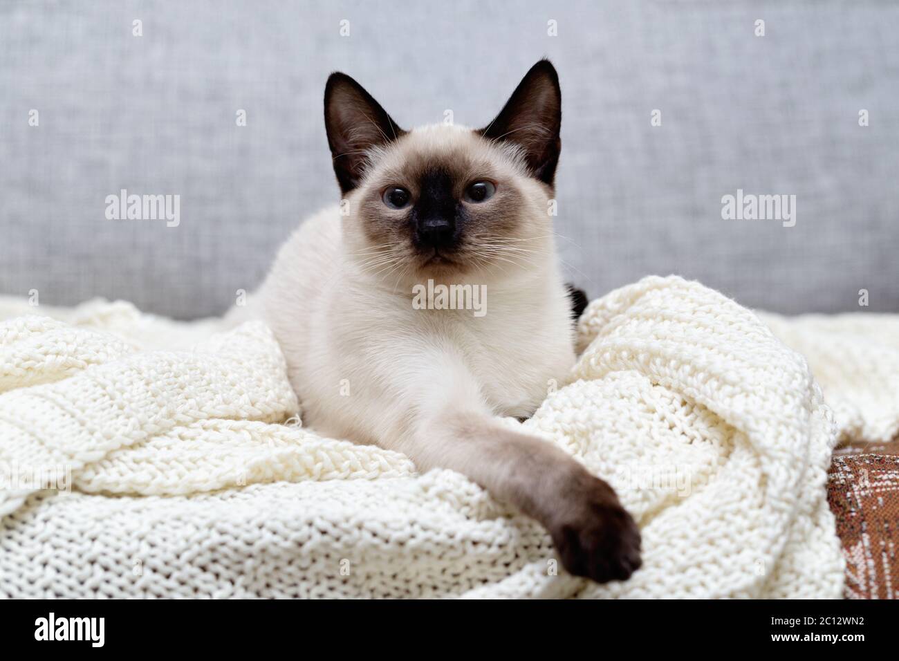 The cat is lying on the couch and funny stuck out the tip of his tongue. Stock Photo
