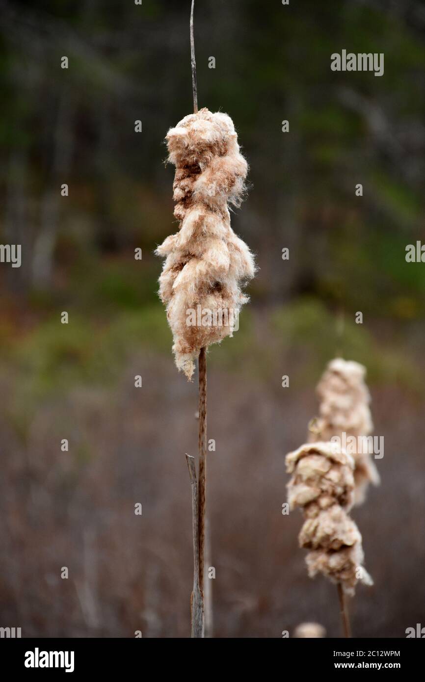 Fluffy cat-o-nine-tails in a wetland swamp and marsh. Stock Photo
