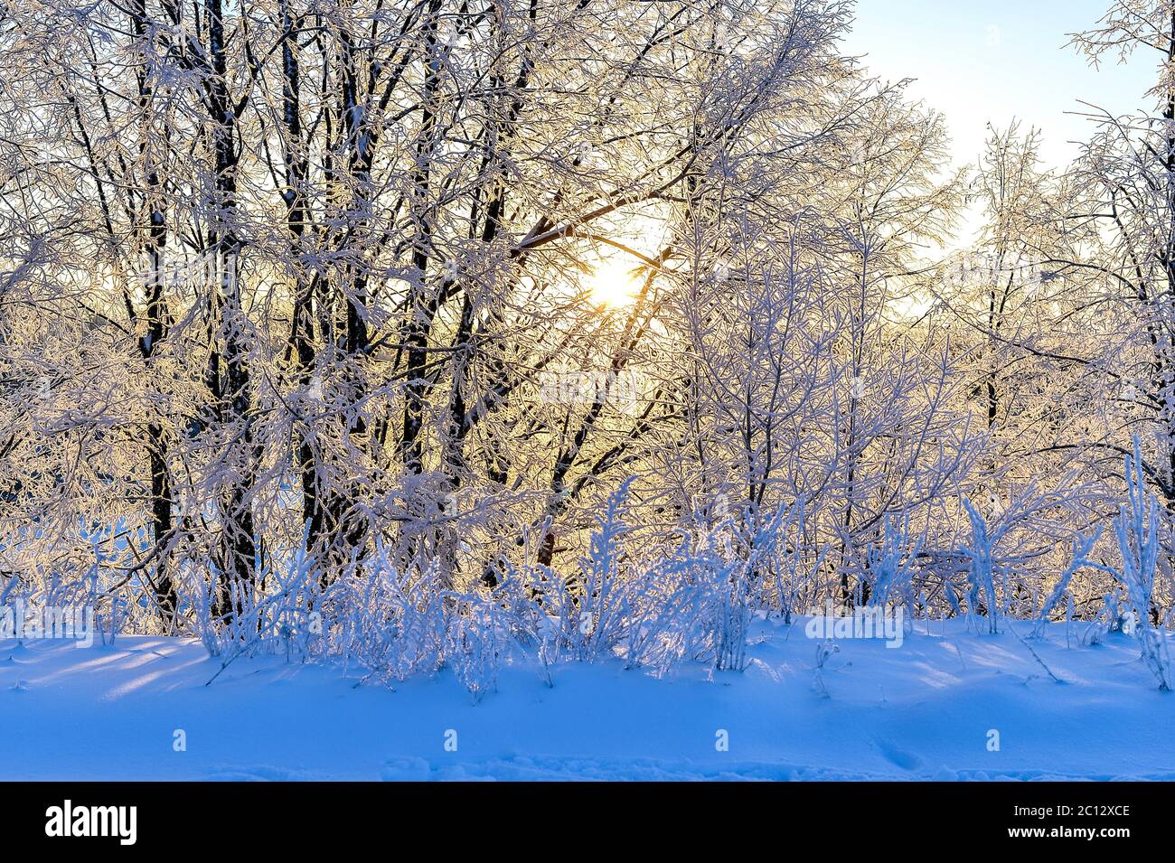 Bright winter landscape with trees in the forest at sunrise Stock Photo ...