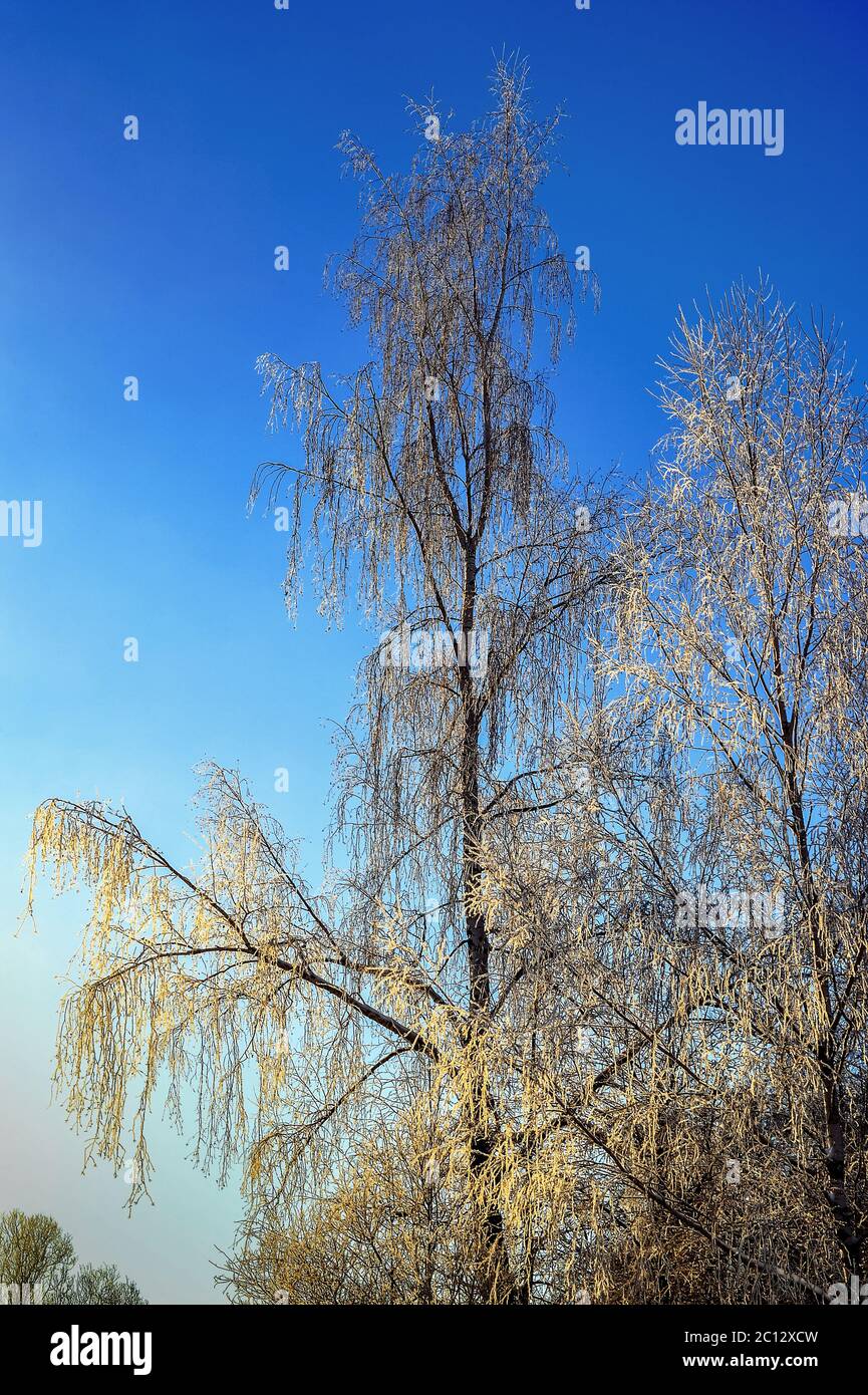 Bright winter landscape with trees in the forest at sunrise Stock Photo ...