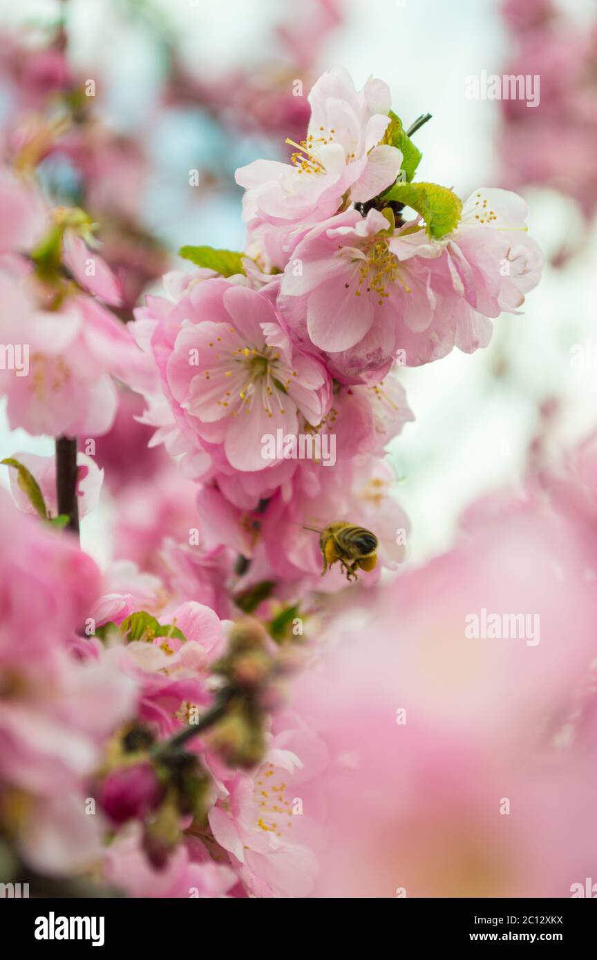 Bee in flight pollinating sakura tree. Pink sakura flowers. Bee collecing pollen nectar on blooming branch of sakura tree. Stock Photo