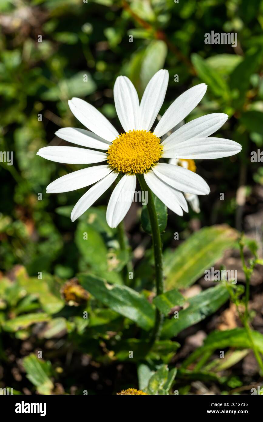 Leucanthemum x superbum 'Snowcap'  a white herbaceous summer autumn perennial flower plant commonly known as Shasta Daisy Stock Photo