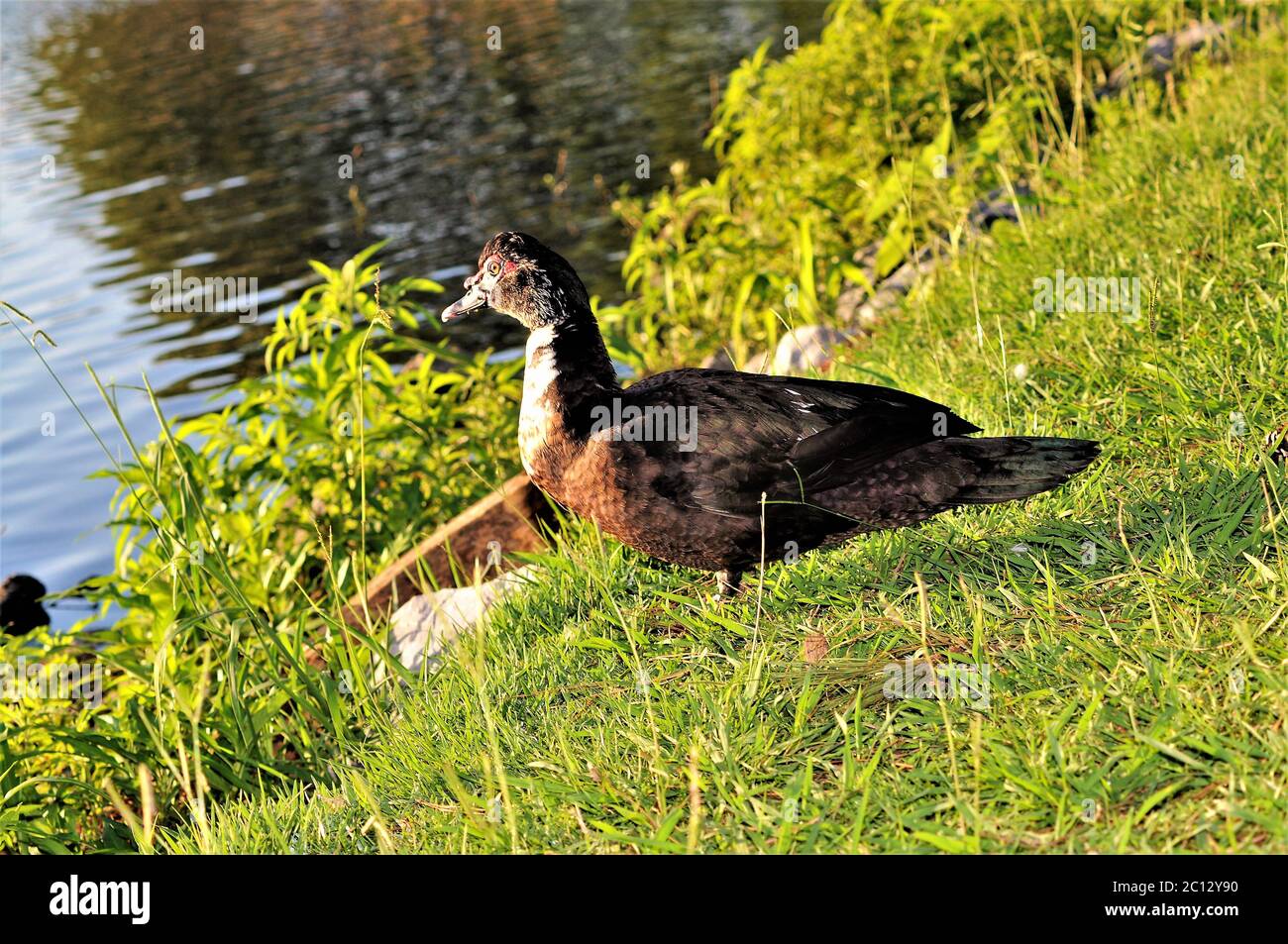 Ugly ducks hi-res stock photography and images - Alamy