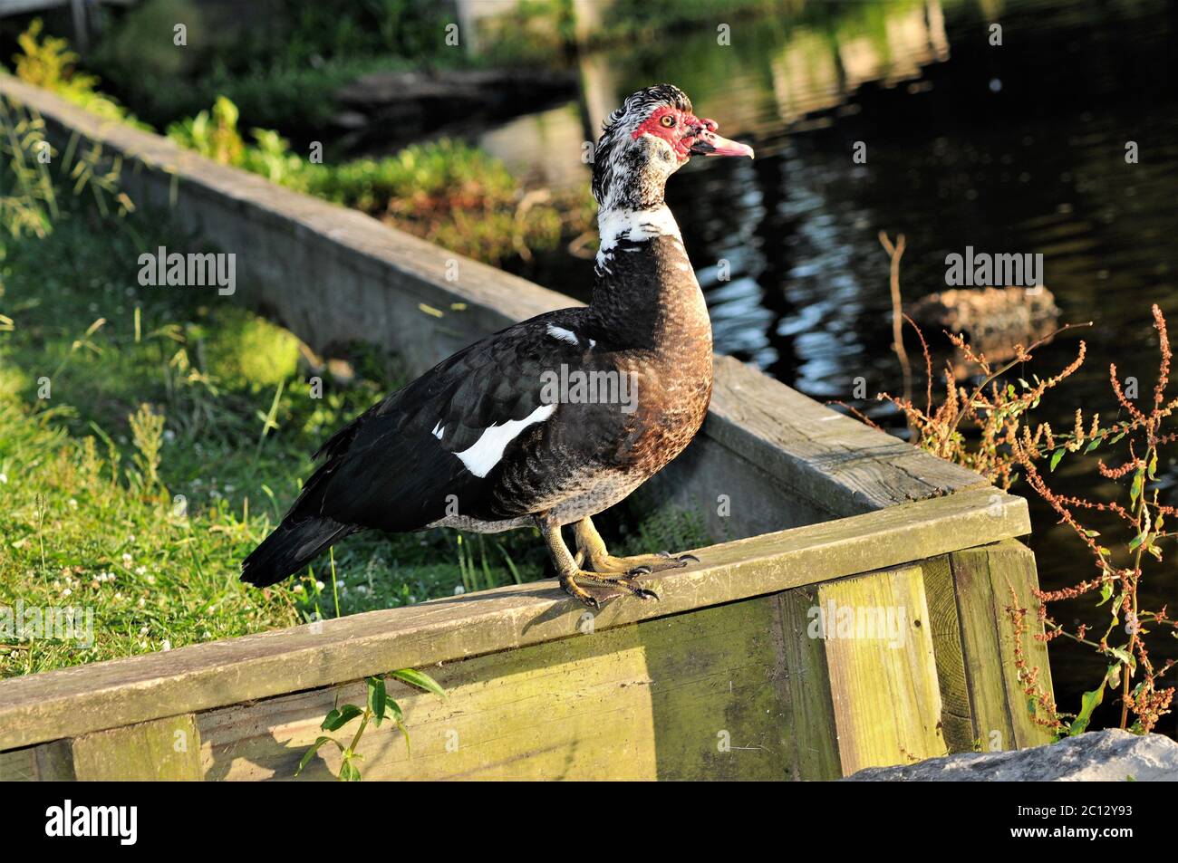 Muscovy ducks. Stock Photo