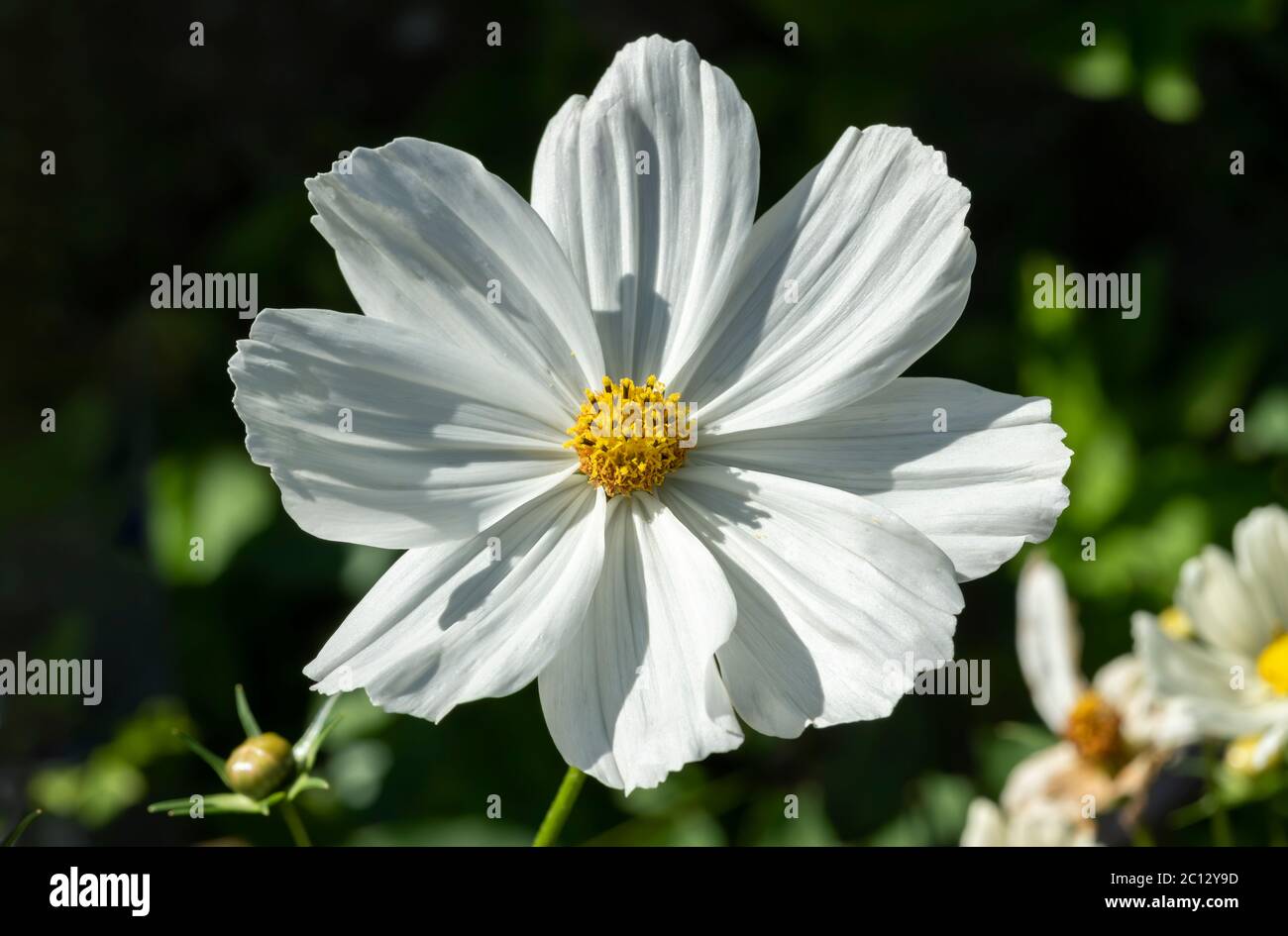Cosmos bipinnatus 'Sonata White' a white herbaceous summer autumn