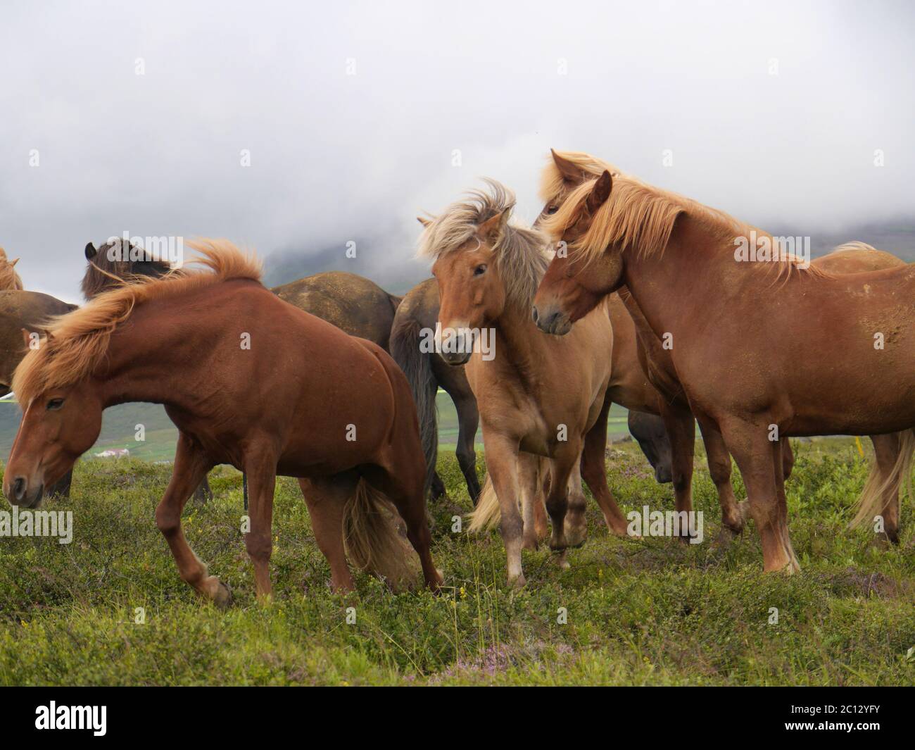 Native Horses High Resolution Stock Photography and Images - Alamy