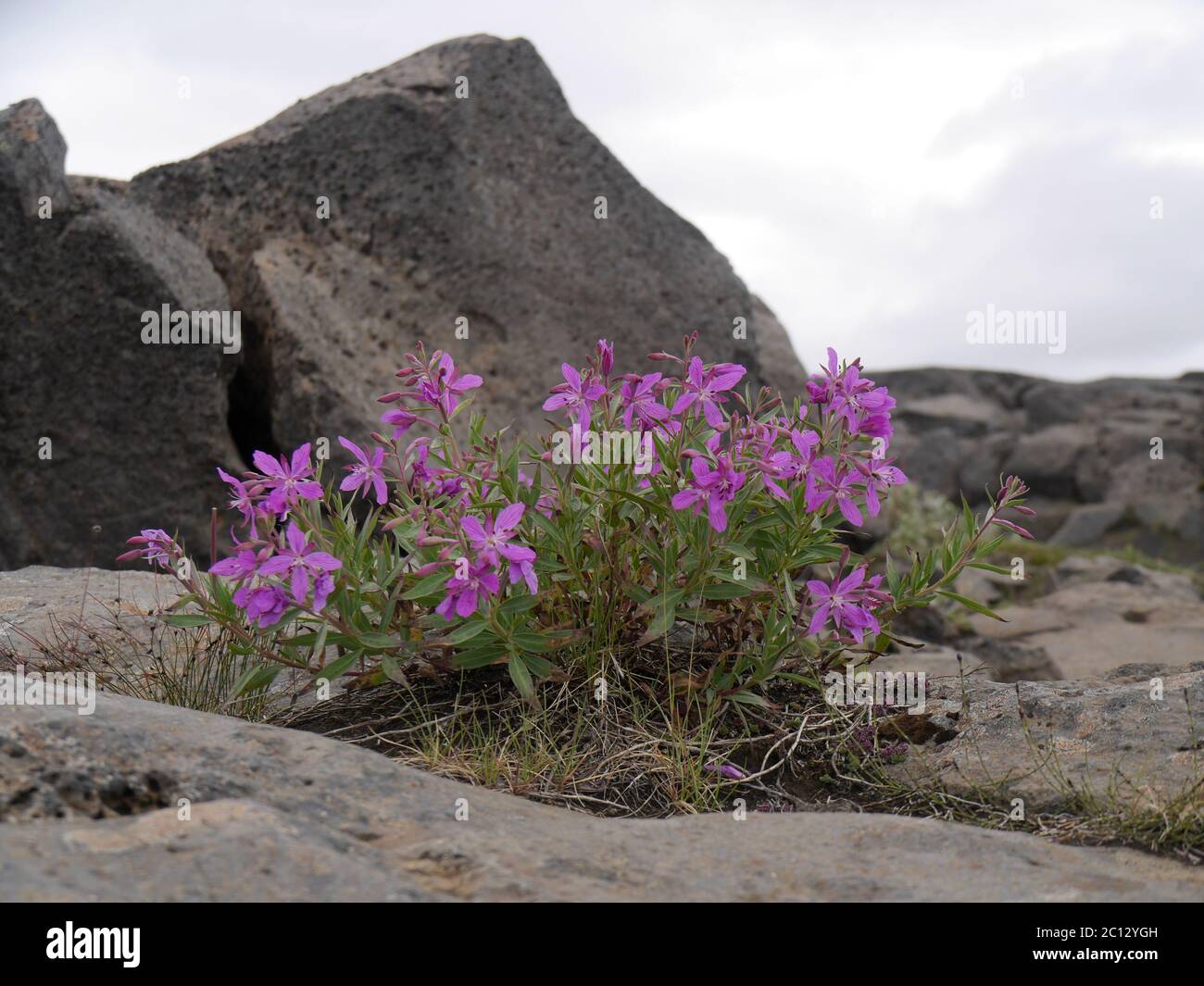 blooming dwarf fireweed between rocks in Iceland Stock Photo