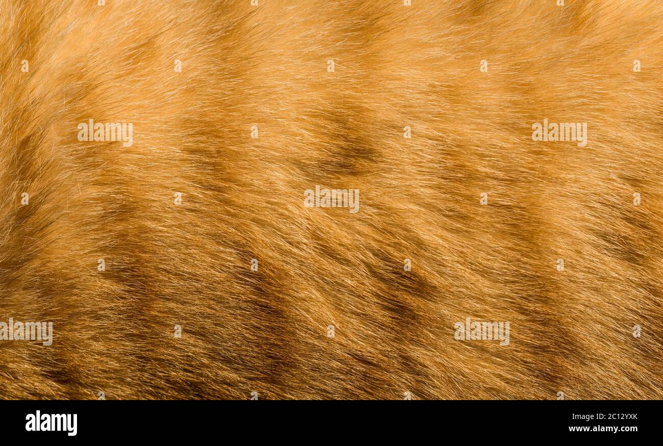 Texture of cat fur hires stock photography and images Alamy