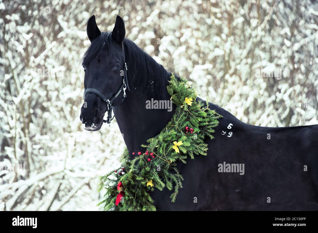 Christmas portrait of black beautiful horse Stock Photo