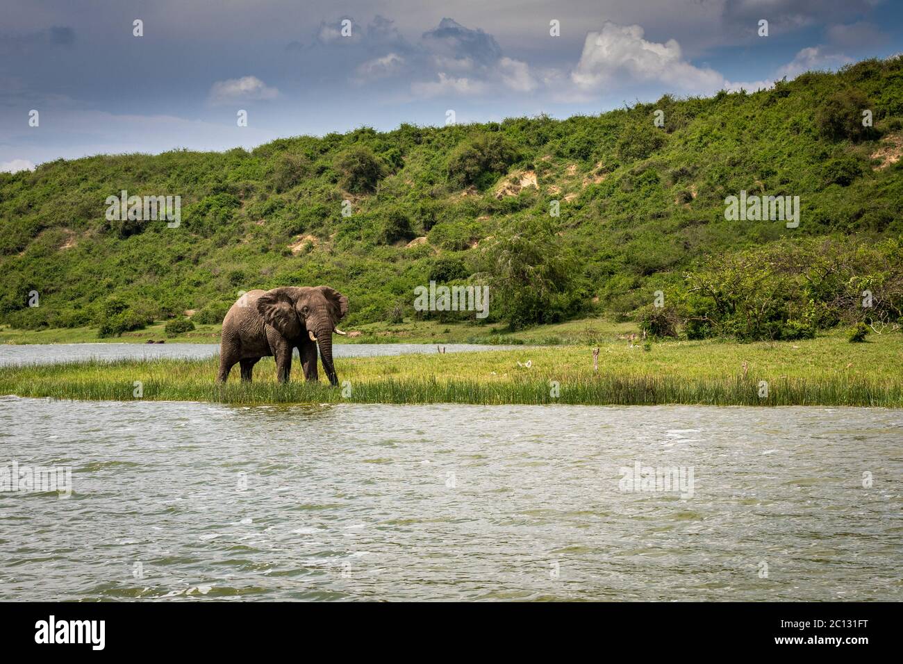 Portrait of an African bush elephant, Loxodonta africana, taken from a boat trip on the Kazinga Channel, Queen Elizabeth National Park, Uganda, Africa Stock Photo