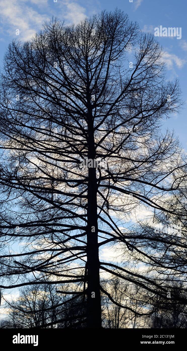 Fir silhouette hi-res stock photography and images - Alamy