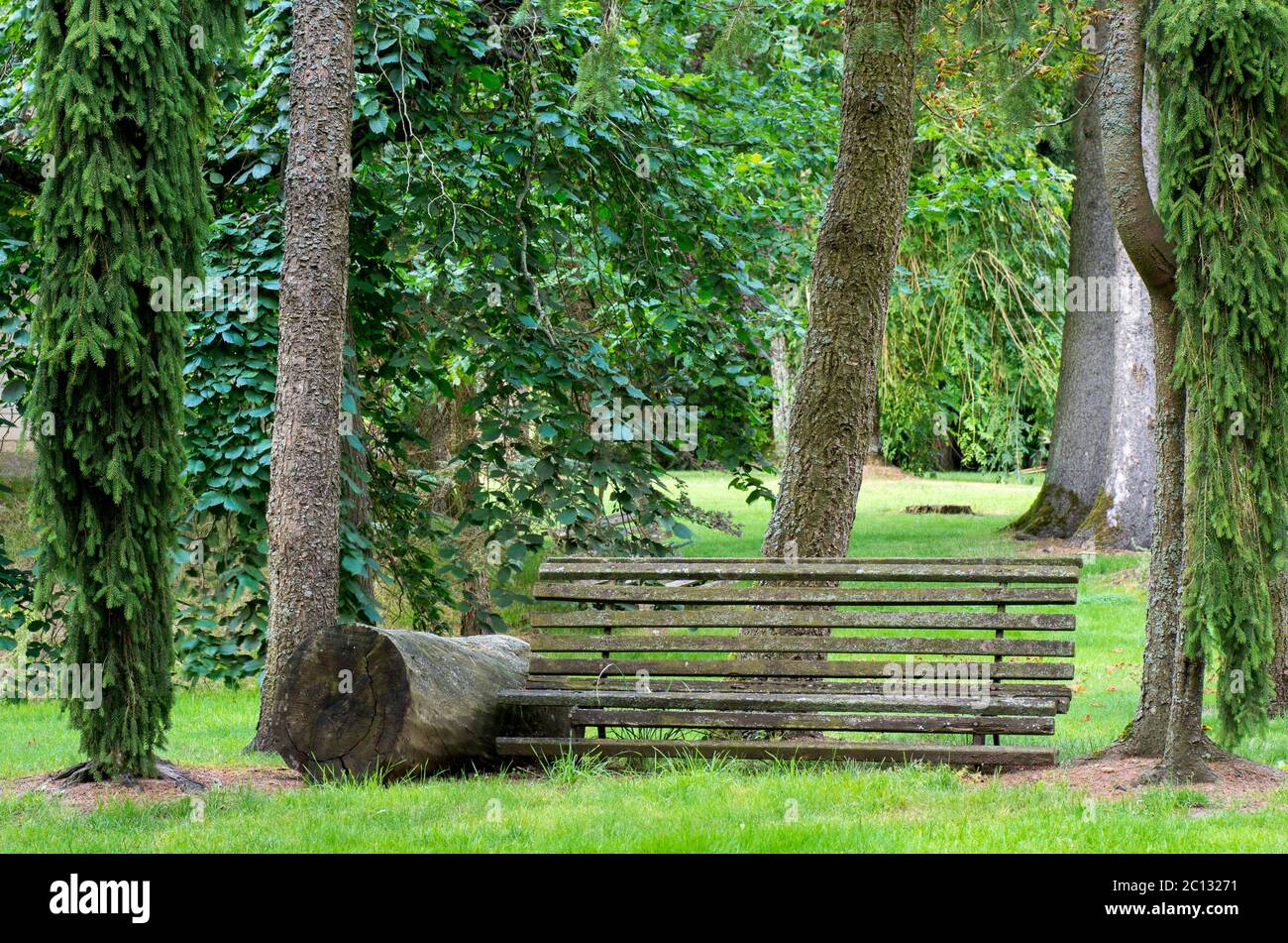 Old bench pictured among large trees in back Stock Photo