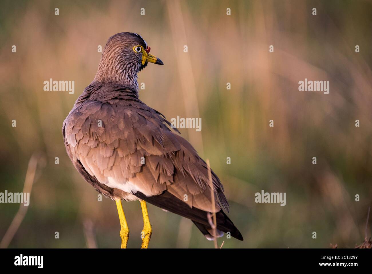 An African wattled lapwing (Vanellus senegallus) on the ground in early morning light in Queen Elizabeth National Park Uganda Stock Photo
