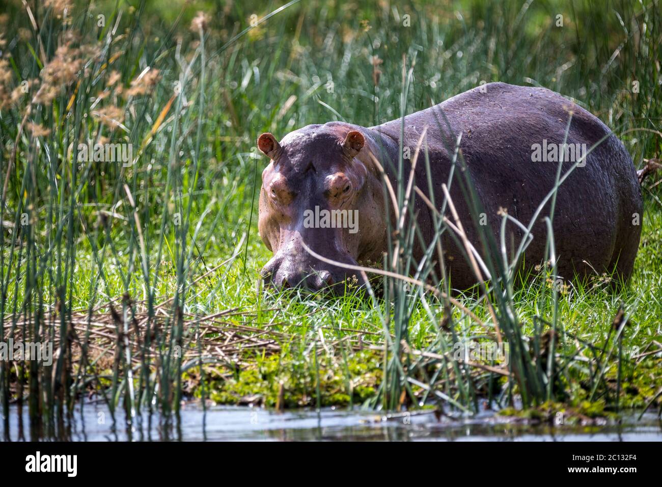 Hippopotamus (Hippopotamus amphibius) in the Nile River, Murchison Falls National Park, Uganda Stock Photo