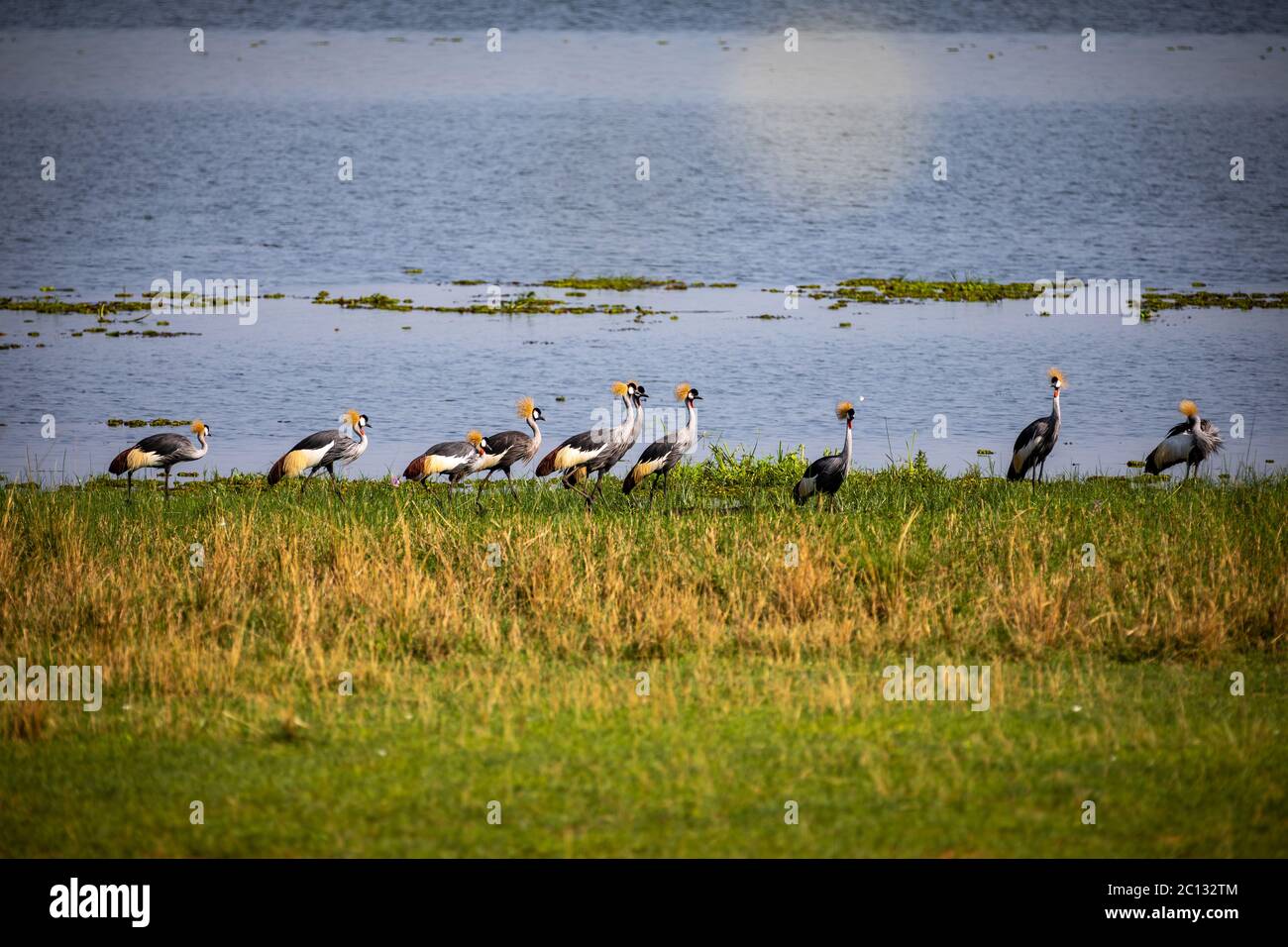 Grey Crowned Crane or crested crane (Balearica regulorum gibbericeps) flock by the river Nile in Murchison Falls National Park, Uganda Stock Photo