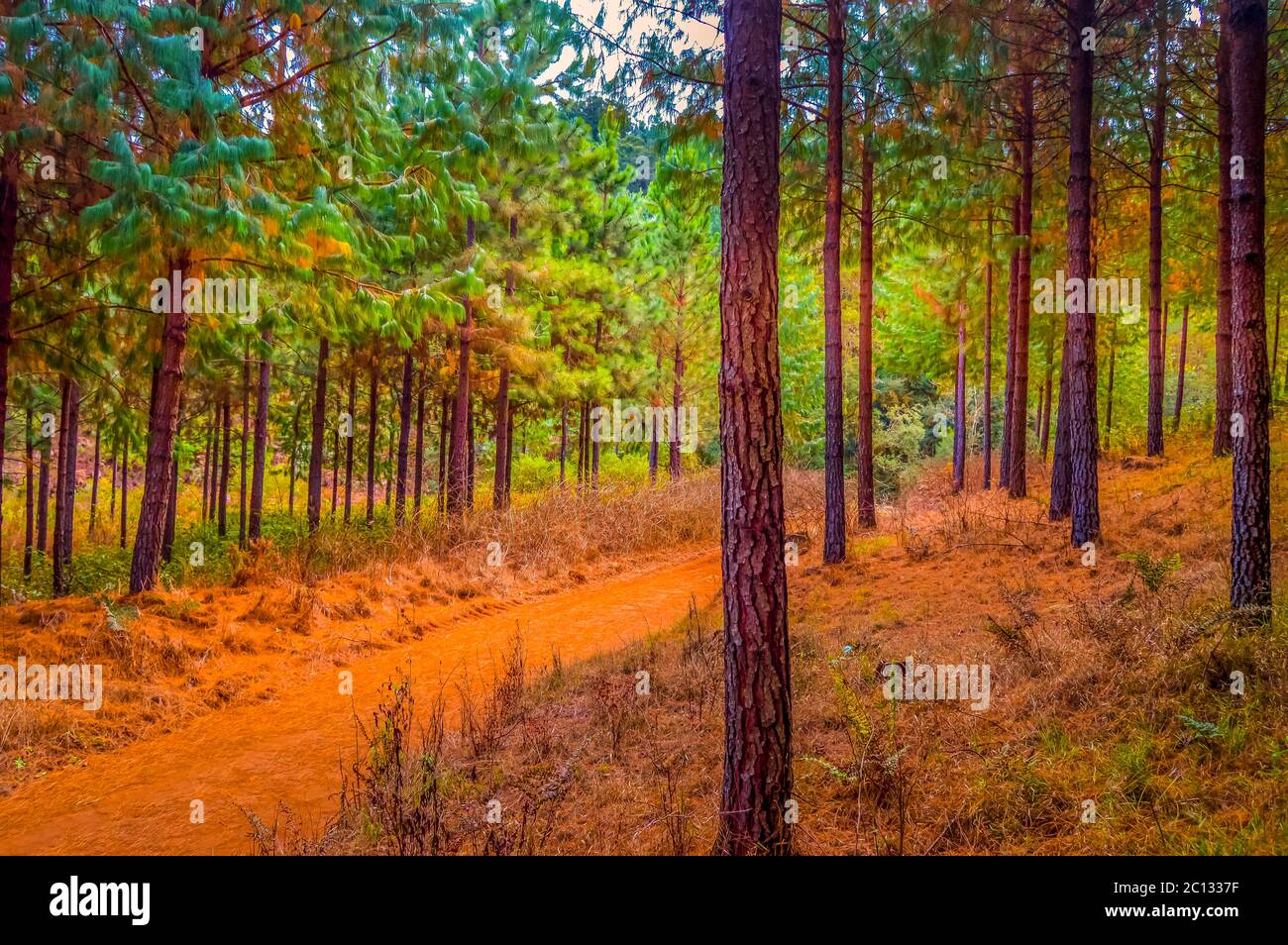 Fantasy pine tree forest plantation in Magoebaskloof South Africa Stock Photo