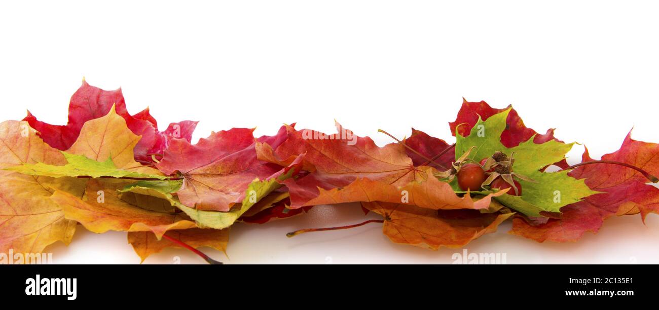 Autumn maple leaves background Stock Photo - Alamy