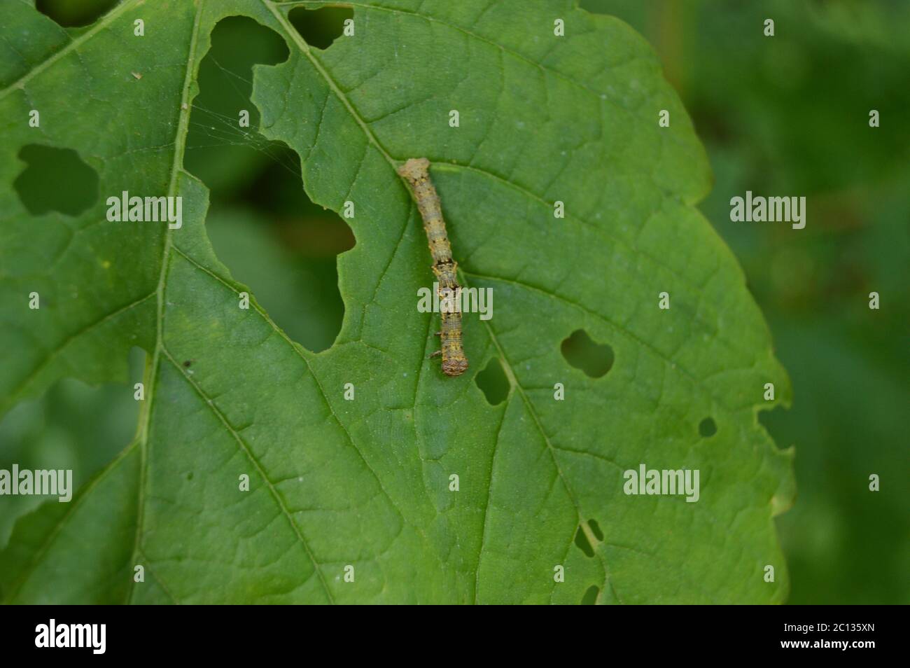 geometrid moth caterpillar feeding on Maple, Magus Muir, Stock Photo