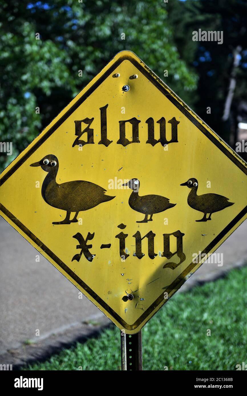 Slow going duck crossing. Stock Photo