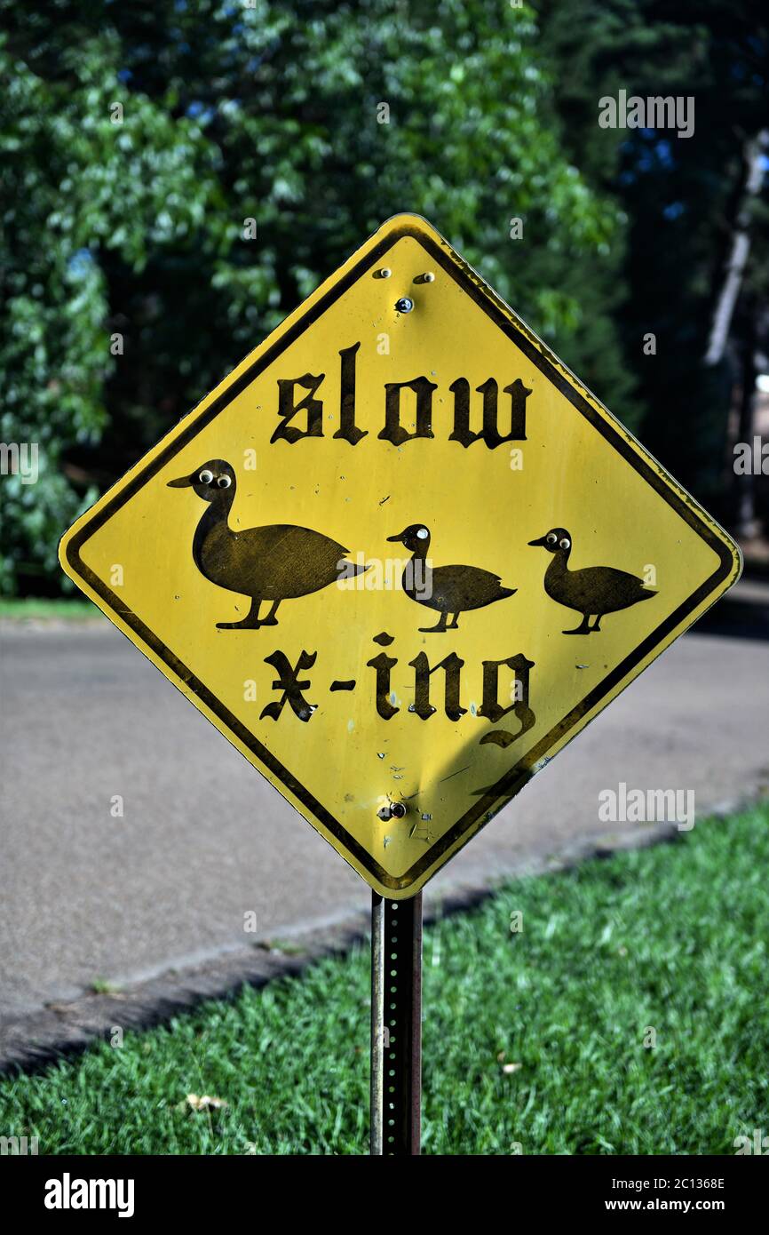 Slow going duck crossing. Stock Photo