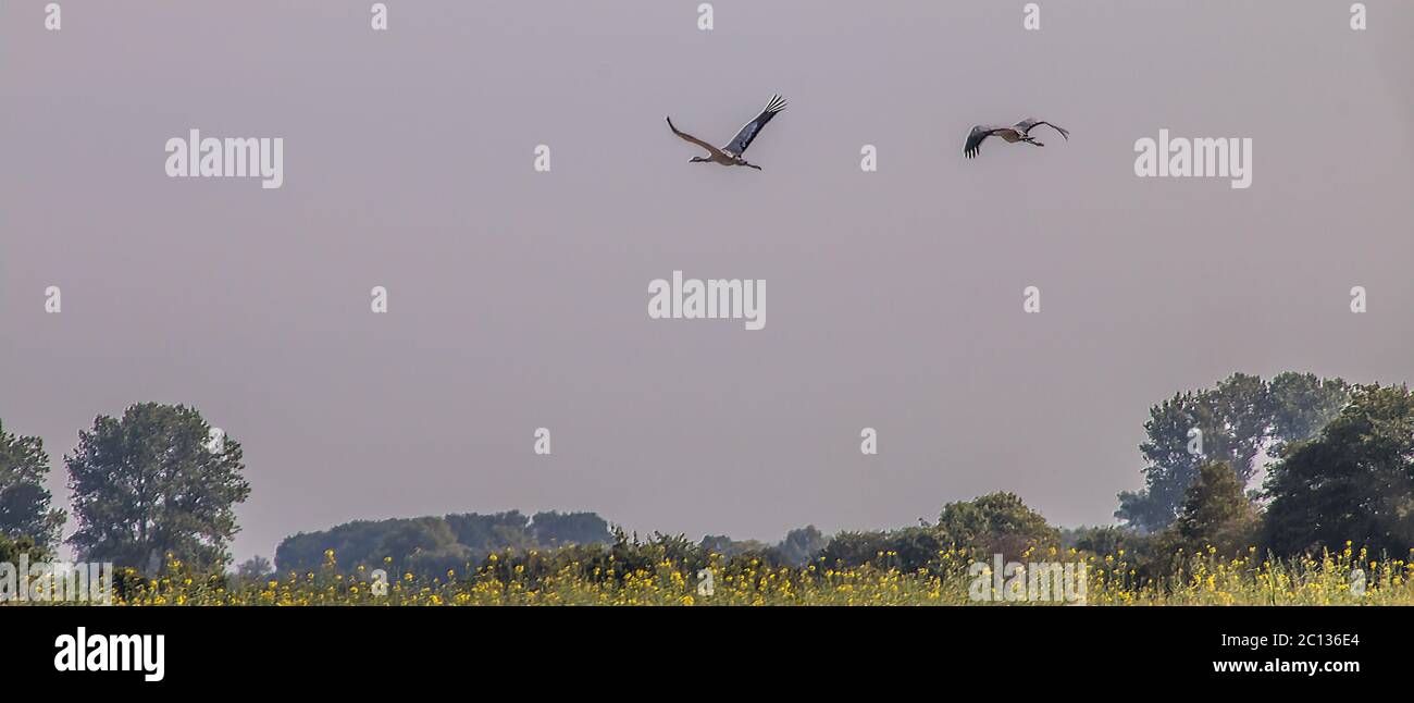 Cranes in the flight, national park Vorpommersche Boddenlandschaft, MVP, Germany Stock Photo