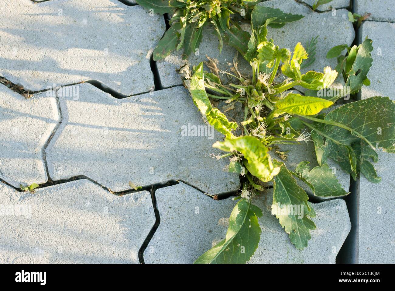 Closeup of gray concrete yard or sidewalk pavement slabs and big green weed plants growing