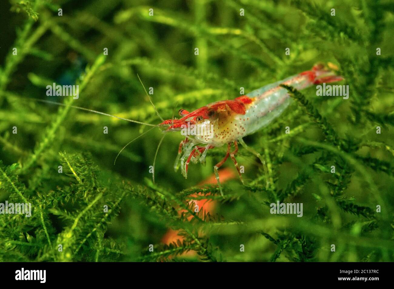 Freshwater white shrimp closeup shot in aquarium (genus Neocaridina) Stock Photo