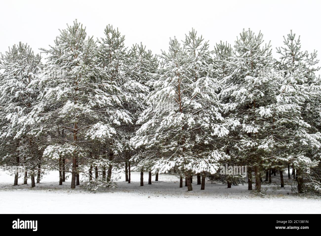 Snow covered pine trees Stock Photo - Alamy