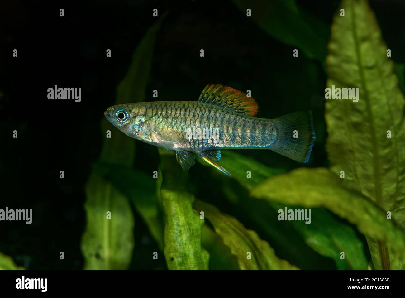 Portrait of livebearer fish (Brachyrhaphis roseni) in aquarium Stock Photo